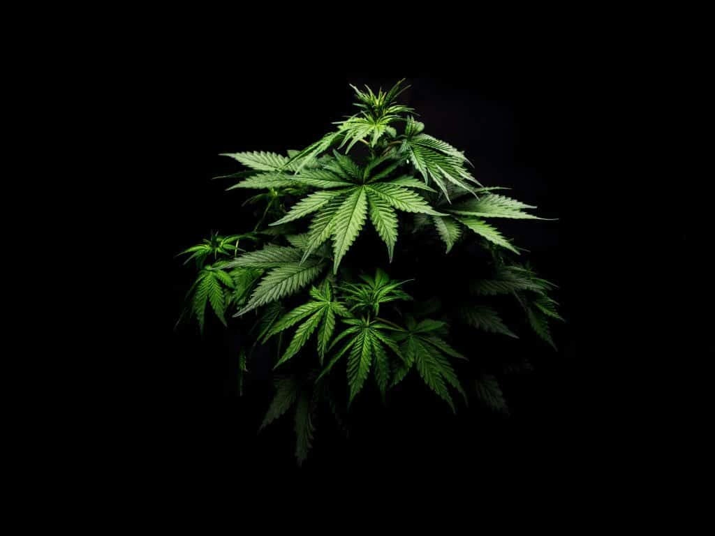 L’abolizione della Cannabis Light spiegata in 13 punti
